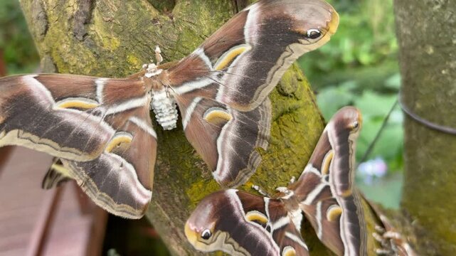 Mariposas de seda de ricino (Samia ricini)
