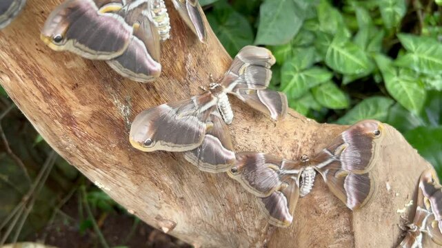 Grupo de mariposas Samia ricini