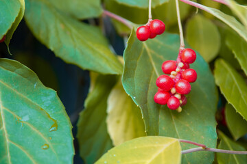 Chinese Magnolia vine, Schisandra chinensis. Branch berries lemongrass.