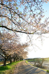 Obraz premium 加治川治水公園の桜並木（新潟県）