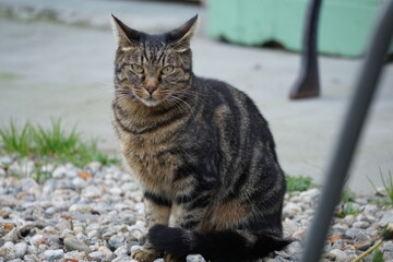 le chat