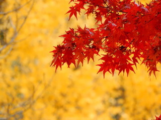 黄色に染まったイチョウと鮮やかなもみじ