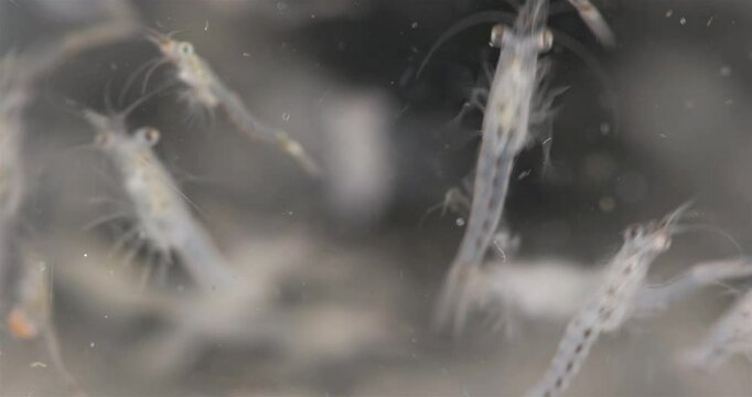 Colony crustacea mysida Mysis oculata close up, Mysidae family. Filter out small particles suspended in water. White sea