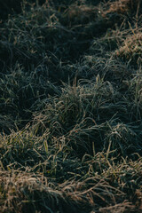 Winter Green
