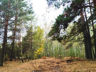 Image of the forest with trees in the background. Forest in the autumn. Image of the forest in the autumn