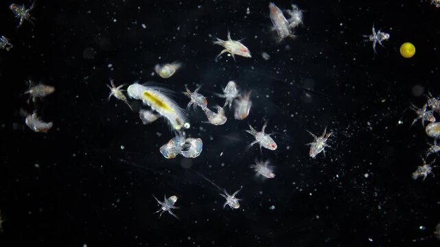 Zooplankton and plankton White Sea under microscope. Various types of larvae Copepoda nauplius, larvae worm Polychaeta. White sea