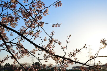 加治川治水公園の桜並木（新潟県）
