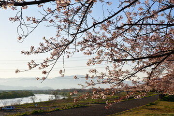 加治川治水公園の桜並木（新潟県）