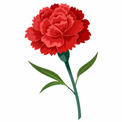 carnation flower illustration cartoon clipart design nature