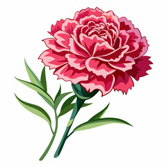 carnation flower illustration cartoon clipart design nature