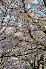 加治川治水公園の桜並木（新潟県）