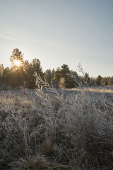 łąka ,zima  © Marcin Łazarczyk