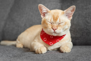 Cream Burmese cat with amber eyes resting on a gray sofa.