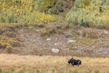 Bull Moose During the Rut in Wyoming in Autumn