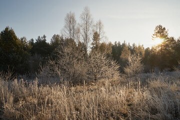 łąka ,zima  © Marcin Łazarczyk