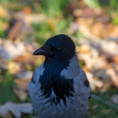 closeup portrait of a crow against the background of leaves