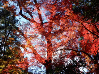 青空ともみじのシルエット
