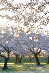 加治川治水公園の桜並木（新潟県）