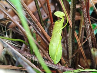 Nepenthes plant on sight. Almost extinct plant. Carnivore plant