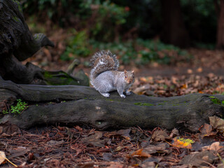 squirrel on a tree