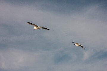 seagulls in the sky .