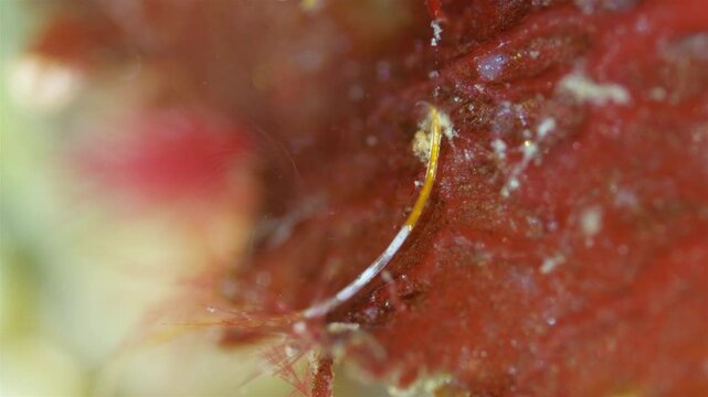 worm Nematoda under microscope, Phylum Protostomia, free-living nematodes inhabit soil, freshwater and sea. Sample found in White Sea