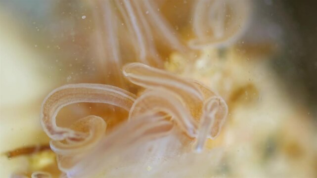Worm Polychaeta Neoamphitrite figulus, family Terebellidae under a microscope, phylum Annelida. The video shows tentacles. White Sea
