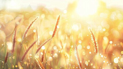 Serene Sunrise Over Misty Grass Field - Early Morning Beauty in Nature