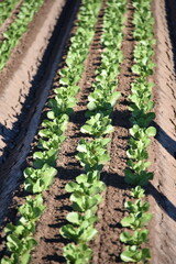 Yuma, AZ. U.S.A. 11/2024.  At the convergence of Arizona, California, Mexico and the Colorado River is Yuma, Arizona, the Winter Lettuce capital of North America. 