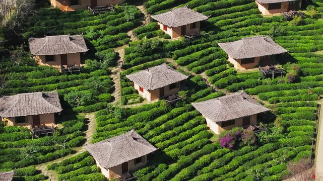 Aerial view of the Chinese village of Ban Rak Thai with tea plantations, Thailand