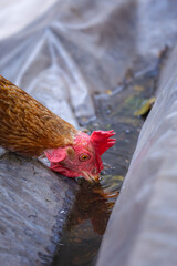 Hen Drinking Water from a Natural Trough