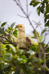 Guira Cuckoo in Its Natural Habitat