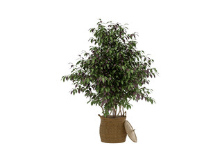 Green Plant Pot on White Background 3D Render