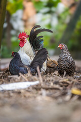 Colorful Rooster and Chickens in a Farmyard Scene
