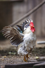Rooster with Open Wings in Motion