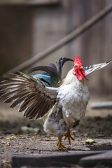 Rooster with Open Wings in Motion