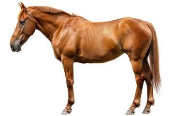 Obraz premium A side view of a brown horse standing gracefully. isolated on white background