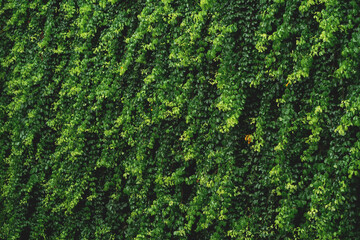 A lush green vine covered wall. The vines are green and are growing in a dense, tangled manner