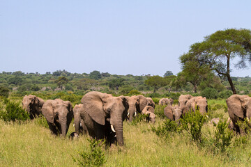 Obraz premium Herd of elephants from Tarangire. Tanzanya, Africa
