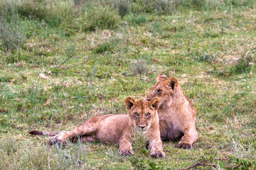 Landscape with lions. Small cub. Serengeti, Tanzanya