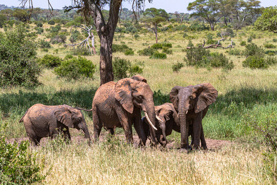 Herd of elephants  from Tarangire. Tanzanya, Africa