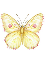 Fototapeta premium Delicate yellow butterfly with heart motifs and intricate details. Isolated on white