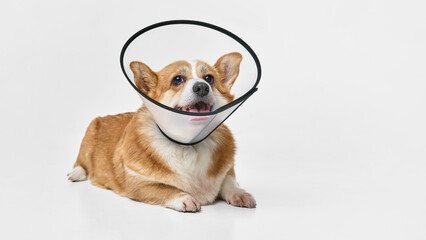 Purebred dog wearing protective collar lies down with its head slightly tilted. Its mouth open, expression joyful against white background. Concept of animals, grooming, veterinary, love and care. Ad