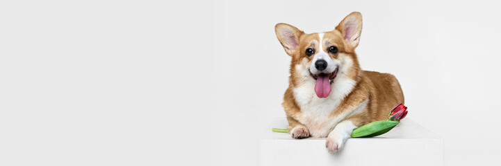 Friendly, funny, fluffy fur purebred Corgi dog lying down with red tulip placed beside, against white studio background. Concept of animals, grooming, veterinary, love and care. Ad