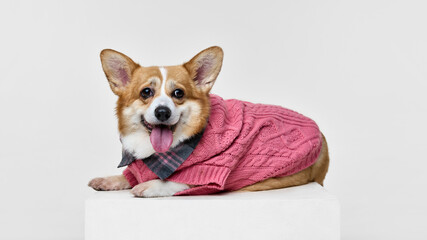 Purebred, funny young pet, lying down dressed stylish warm sweater and looking friendly at camera with tongue out. Concept of animals, grooming, veterinary, love and care. Ad