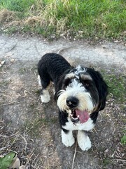 Fototapeta premium happy bernedoodle on a walk in the summer