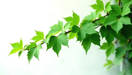 A lush and dense vine branch with many green leaves against a white background, landscape, leaf, green
