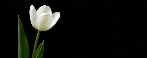 Obraz premium A single white tulip blooms on a black background, its delicate petals glistening in the soft light, plant, solo bloom, white tulip