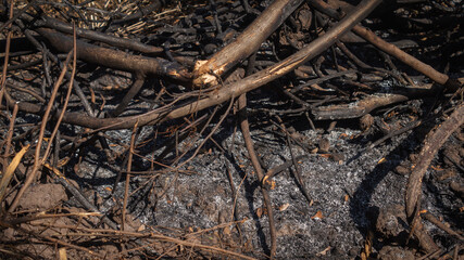 The forest was burned and the leaves were on the ground. Concept of nature destruction and global warming
