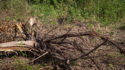 Trees were plucked from the ground and the roots were black. Concept of deforestation and global warming